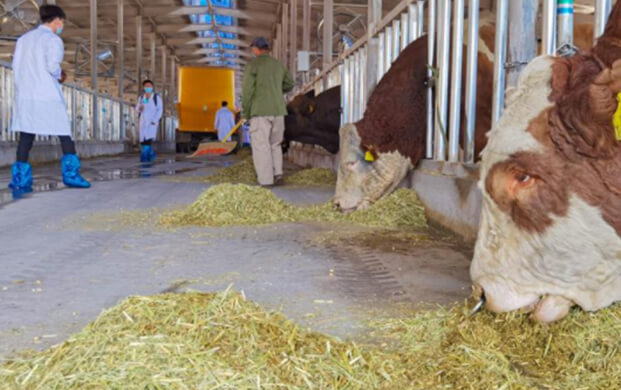 凍精改良技術驅(qū)動種業革新 海原縣打(dǎ)造畜(chù)牧業「芯片」新高地