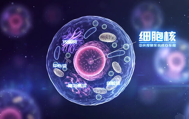 中國科學家揭示細（xì）胞（bāo）核”應急工作站”機製 細胞罐助力炎症疾病研究新突破